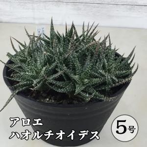 サボテン 多肉植物 サボテン 多肉植物種類 アロエ 花 ガーデニング 通販 Yahoo ショッピング