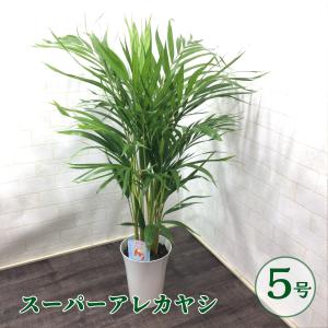 観葉植物 観葉植物種類 ヤシ 花 ガーデニング 通販 Yahoo ショッピング