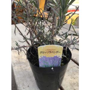 ラベンダーシルバーリーフ 花 ガーデニング の商品一覧 通販 Yahoo ショッピング