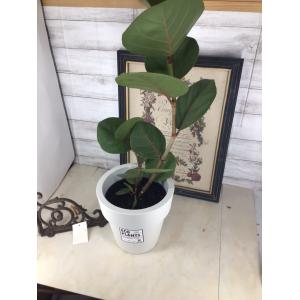 丸い観葉植物の商品一覧 通販 Yahoo ショッピング