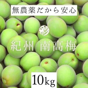 【10%ポイントUP】青梅 南高梅 10kg 無農薬  熊野 生梅 紀州産 無化学肥料 梅干し 梅干し用 梅酒用 梅ジュース用 彩り屋 予約受付中 ６月上旬頃から順次発送予定｜irodoriya