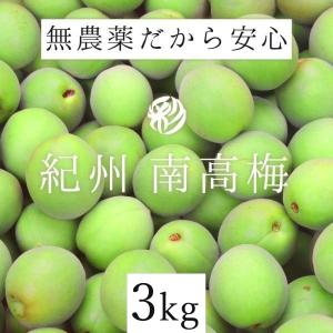 青梅 南高梅 3kg 格落ち 農薬  熊野 生梅 紀州産 無化学肥料 梅干し 梅干し用 梅酒用 梅ジュース用 彩り屋 予約受付中 ６月上旬頃から順次発送予定｜irodoriya