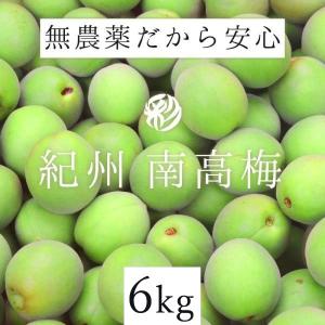 青梅 南高梅 6kg 秀/優/良 無農薬  熊野 生梅 紀州産 無化学肥料 梅干し 梅干し用 梅酒用 梅ジュース用 彩り屋 予約受付中 ６月上旬頃から順次発送予定｜irodoriya