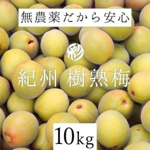 樹熟梅 きじゅくうめ 10kg 格落ち 無農薬 南高梅 熊野 生梅 手摘み 完熟梅 梅干し 梅酒・梅ジュース用 青梅 紀州 彩り屋６月中旬頃から順次発送予定
