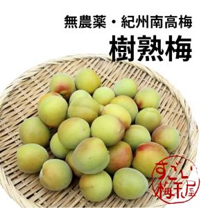 樹熟梅 きじゅくうめ 3kg 無農薬 南高梅 熊野 生梅 手摘み 完熟梅 梅干し 梅酒・梅ジュース用 青梅 紀州 予約注文：６月中旬頃から順次発送予定 彩り屋