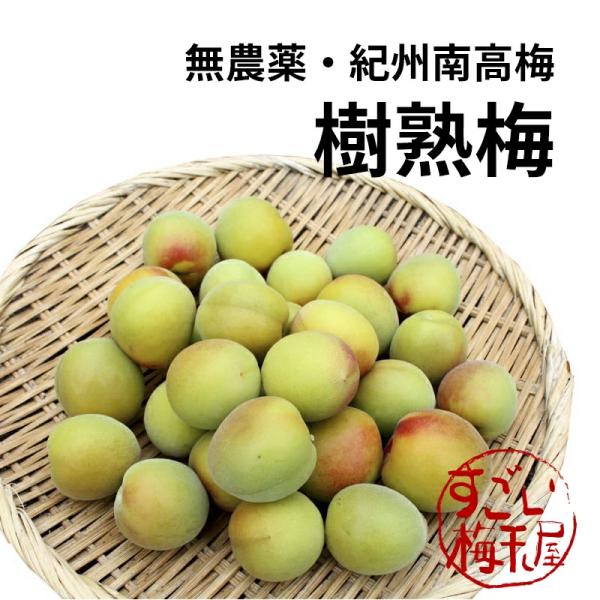 樹熟梅 きじゅくうめ 3kg 無農薬 南高梅 熊野 生梅 手摘み 完熟梅 梅干し 梅酒・梅ジュース用...
