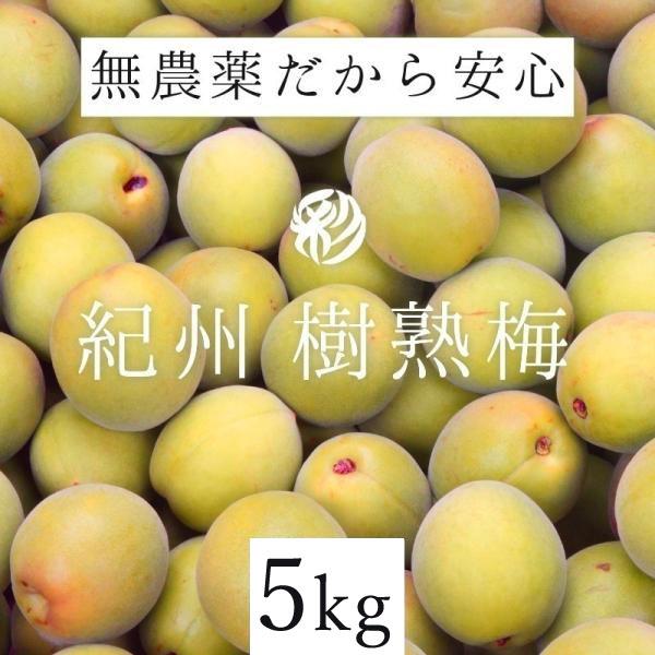 樹熟梅 きじゅくうめ 5kg 秀/優/良 無農薬 南高梅 熊野 生梅 手摘み 完熟梅 梅干し 梅酒・...