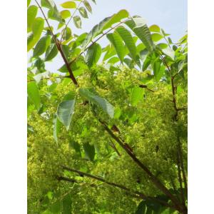 国産 純粋 はちみつ ハゼの蜜 1Kg 蜂蜜 ...の詳細画像2