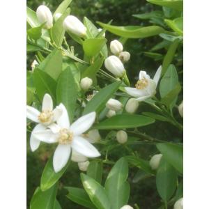 国産 純粋 はちみつ みかんの蜜1Kg 蜂蜜 ...の詳細画像2