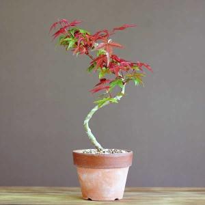 出猩々(デショウジョウ)もみじ小品盆栽【挿し木】...の商品画像