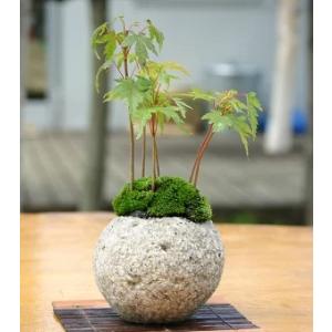 晃山 : 創業昭和二年さつき盆栽光華園 - 通販 - Yahoo!ショッピング 晃山 : 創業昭和二年さつき盆栽光華園 - 通販 - Yahoo!ショッピング