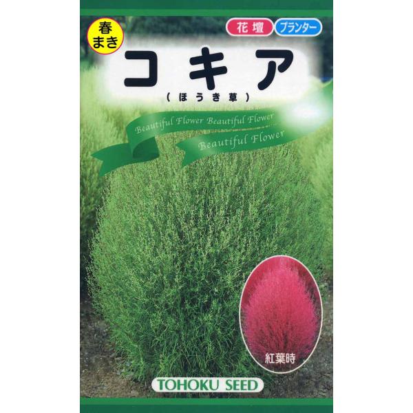 コキア（ほうき草）[ トーホク 508 ]