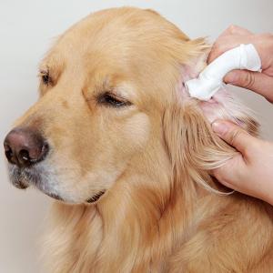 耳垢トルトルシート（犬の耳のお手入れ用）（63815）