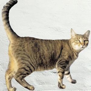 送料無料 動物写真家 岩合光昭 ねこウォールステッカー 02 シール 壁デコ フチなし 賃貸ok 人気 世界ネコ歩き カーテン ウォールステッカー市場 通販 Yahoo ショッピング