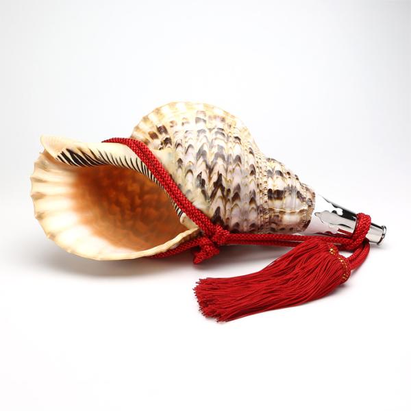 法螺貝 （ほら貝） 大型 No.11