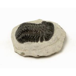 三葉虫(アサフス) ロシア産 : ギャラリーメイスン ヤフー店 - 通販