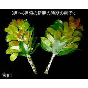 本榊(生榊) 1対(2結束)の詳細画像1