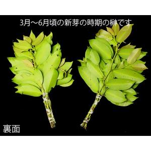 本榊(生榊) 1対(2結束)の詳細画像2