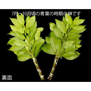 本榊(生榊) 1対(2結束)の詳細画像5