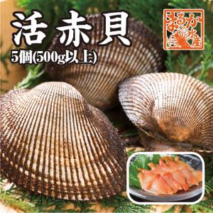 赤貝　５個　中大サイズ　500ｇ以上　活貝　[赤貝]