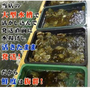 活 蝦夷あわび 100g Mサイズ [あわび]...の詳細画像4