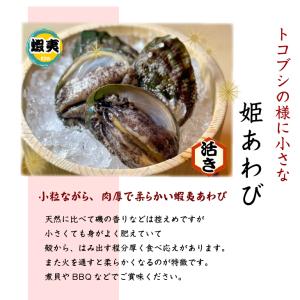 活 姫あわび 20〜30g [あわび](入数:...の詳細画像1