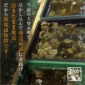 活 姫あわび 20〜30g [あわび](入数:...の詳細画像3
