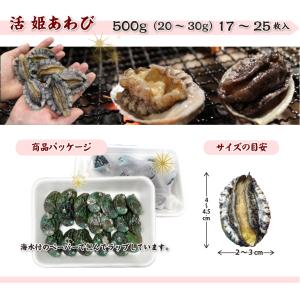 活 姫あわび 20〜30g [あわび](入数:...の詳細画像2