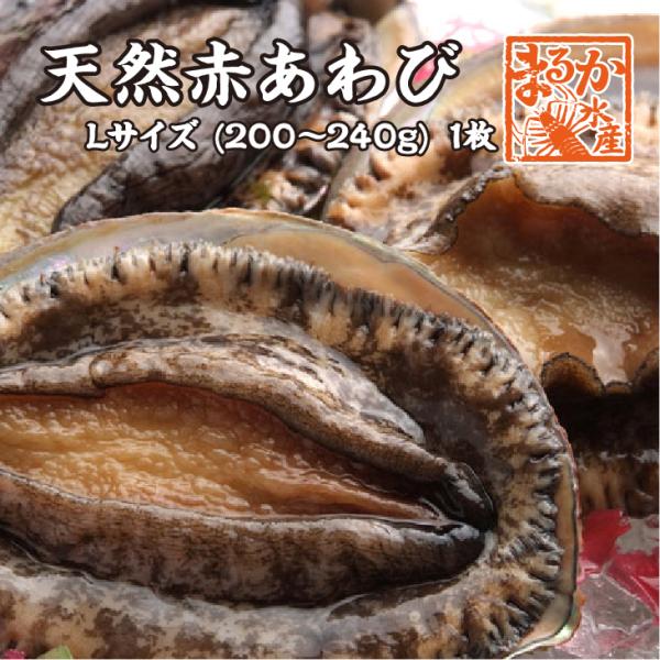 天然赤あわび（メガイアワビ）Lサイズ 200〜240g　1枚 [あわび]