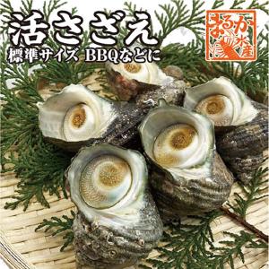 活サザエ（中）　1個　海鮮BBQなどに　　[魚介類]