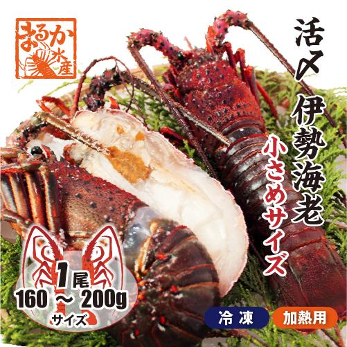 活〆伊勢海老（冷凍加熱用）小さめサイズ 160〜200g [冷凍伊勢海老]（入数:1尾、半割で発送）