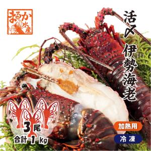 　伊勢海老　活〆冷凍（加熱用）　大きめサイズ　1ｋｇ　3尾入　　[伊勢海老]（活〆冷凍）