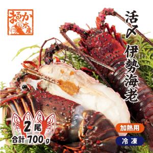 　伊勢海老　活〆冷凍（加熱用）　大きめサイズ　700g　2尾入　　[伊勢海老]（活〆冷凍）