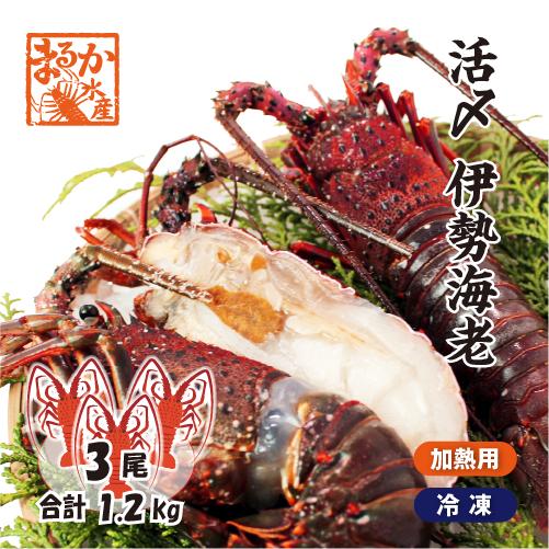 伊勢海老　活〆冷凍（加熱用）大 3尾入 1.2kg [伊勢海老]