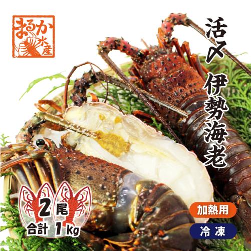 活〆伊勢海老（冷凍加熱用）特大サイズ 2尾入 1kg ★ [活伊勢海老]