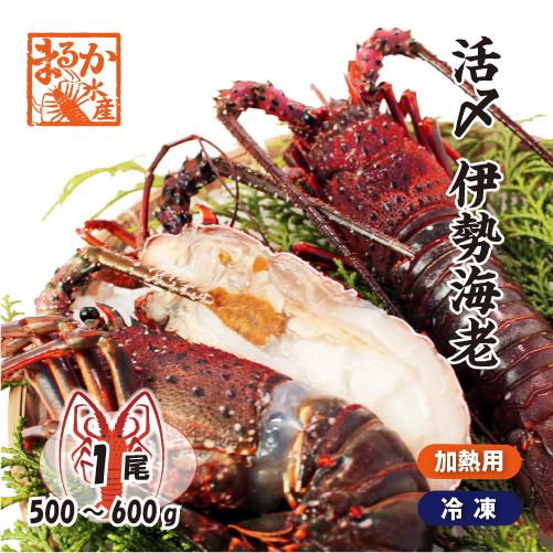活〆伊勢海老（冷凍加熱用）特大サイズ 1尾 500〜600g ★ [冷凍伊勢海老]