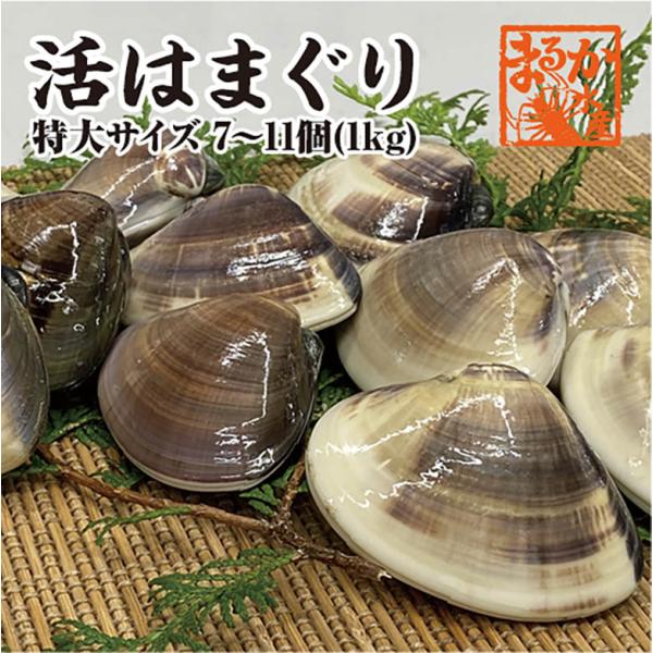 活はまぐり　特大サイズ 90ｇ〜140ｇ　7〜11個 　1ｋｇ分　国産　[はまぐり]