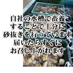 活はまぐり 特大サイズ 90〜140g 国産 ...の詳細画像2