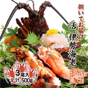 捌いて　国産天然　伊勢エビ　3尾　500ｇ　[伊勢海老]