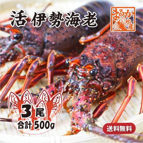 活きたまま発送　ほんのちょっとワケあり、活伊勢海老　３尾　500g[活伊勢海老]