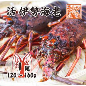 活きてます、ほんのちょっと-訳有-活伊勢海老　1尾　約120ｇ〜150g[活伊勢海老]｜isemaruka