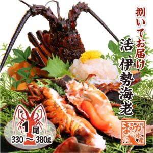捌いて　国産天然　伊勢エビ　1尾　330ｇ〜380ｇ[伊勢海老]