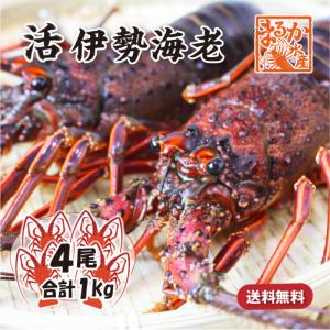 活伊勢海老 活きたまま発送 ちょっとワケあり 標準サイズ 4尾入 1.0kg ★ [活伊勢海老]