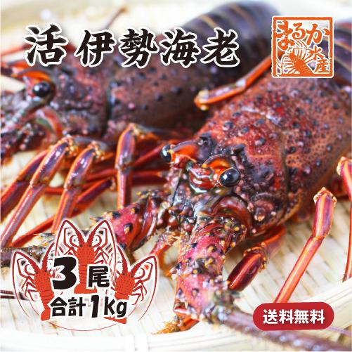 活伊勢海老 活きたまま発送 ちょっとワケあり 大きめサイズ 3尾入 1.0kg ★ [活伊勢海老]