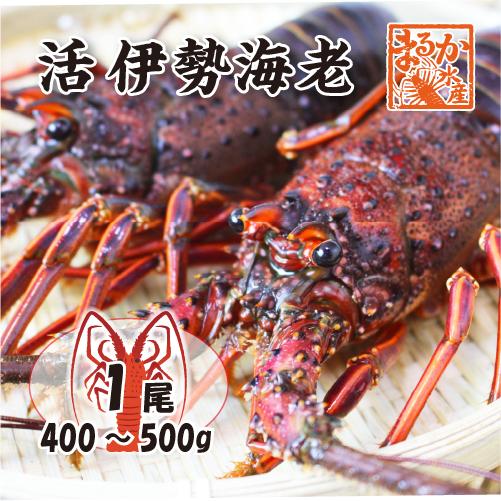 活伊勢海老　活きたまま発送！ちょっとワケあり、大サイズ 1尾 400〜500g [活伊勢海老] 送料...