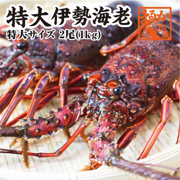 活伊勢エビ　活きたまま発送します　ほんのちょっとワケあり、特大サイズ　2尾　１ｋｇ　送料無料　　[伊...