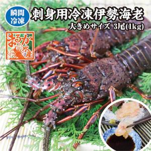 　刺身用冷凍伊勢海老　大きめサイズ　1ｋｇ　3尾入　　[伊勢海老]（活〆冷凍）