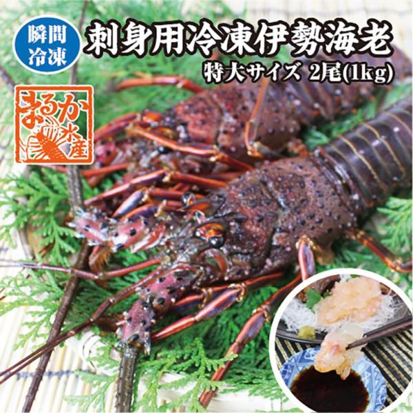 刺身用伊勢海老 凍眠冷凍 特大サイズ 2尾入 1.0ｋg ★[刺身用伊勢海老]
