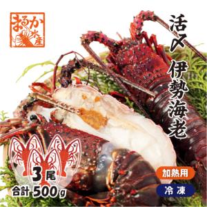 伊勢海老　冷凍（加熱用）少し訳あり　3尾入　500ｇ　[伊勢海老]｜まるか水産Yahoo!店