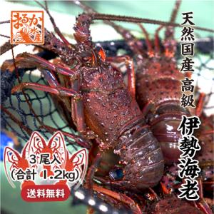 活伊勢海老　3尾　１.2ｋｇ　三重県産　高級[活伊勢海老]
